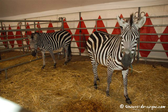 Cirque Arlette Gruss