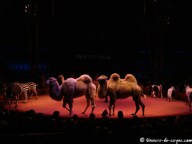Cirque Arlette Gruss