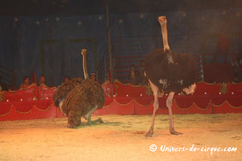 Il Circo di Venise