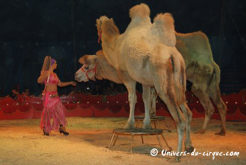 Il Circo di Venise