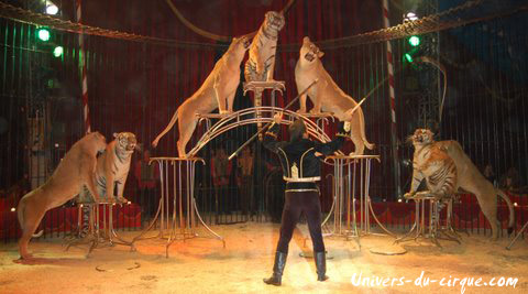 Il Circo di Venise