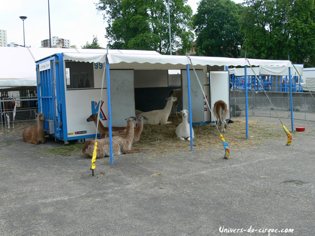 Cirque Knie