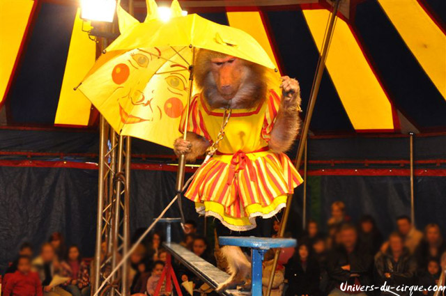 Cirque Loyal Show