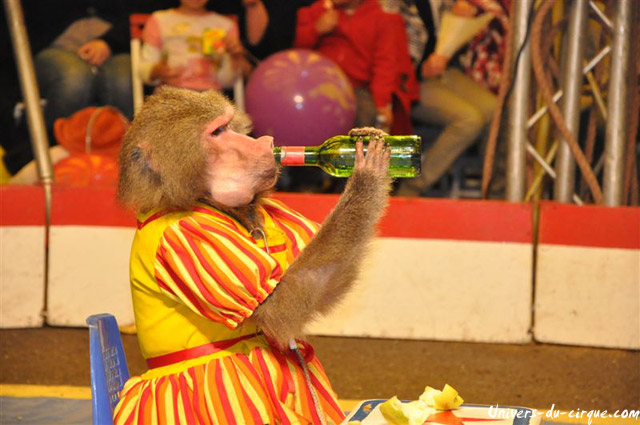 Cirque Loyal Show