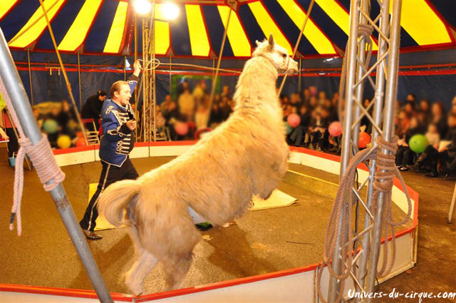Cirque Loyal Show