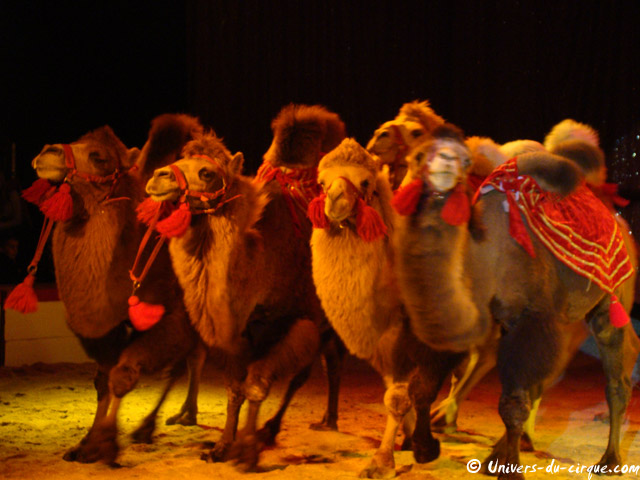 Cirque Medrano