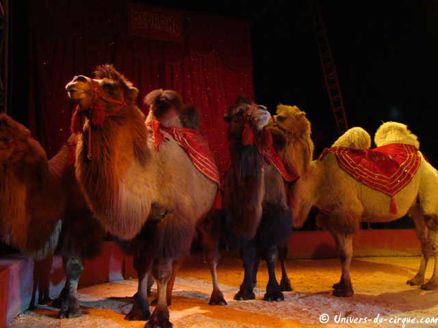 Cirque Medrano