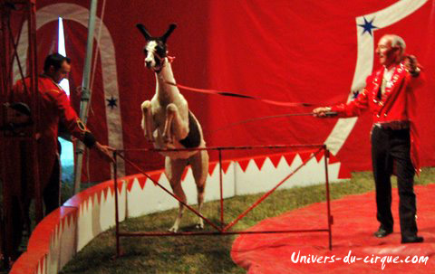 Cirque Zavatta