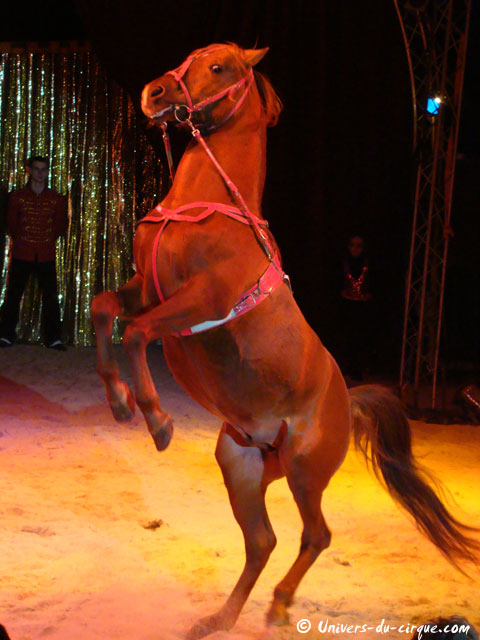 Cirque Zavatta Fils